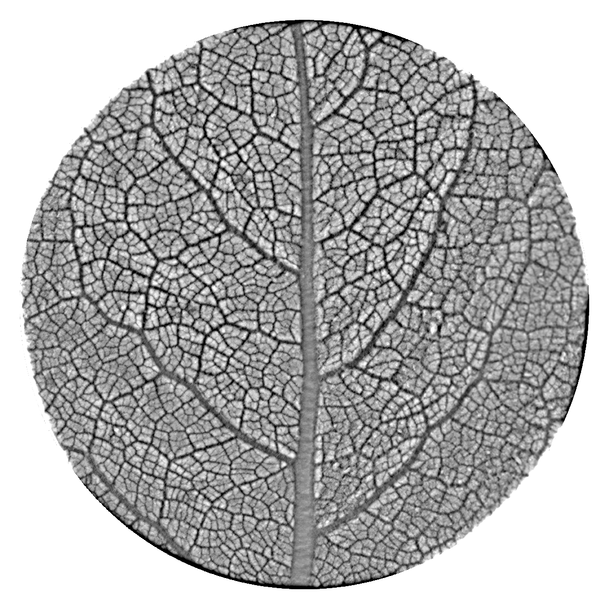 Ambient Occlusion / Study 001