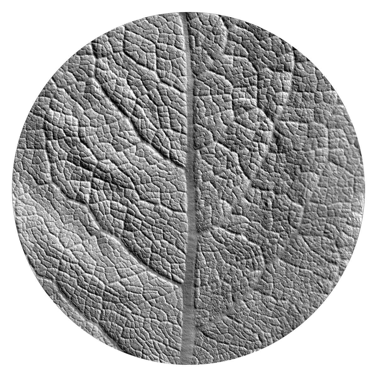 Shaded Relief / Study 001